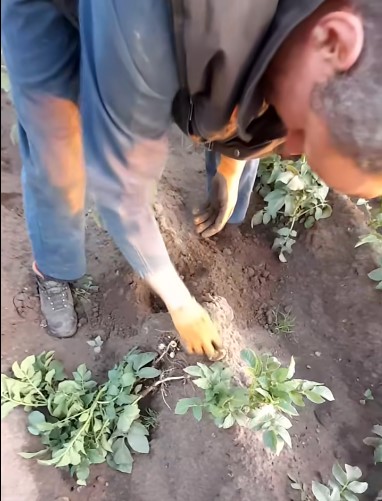 Nieuwe oogst van aardappelen bij Boerderijwinkel Lensink in aantocht.